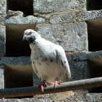 Le pigeonnier d Ardenne